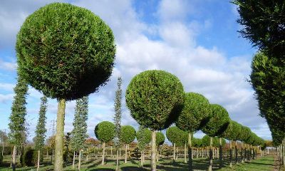 Особенности полива крупномеров