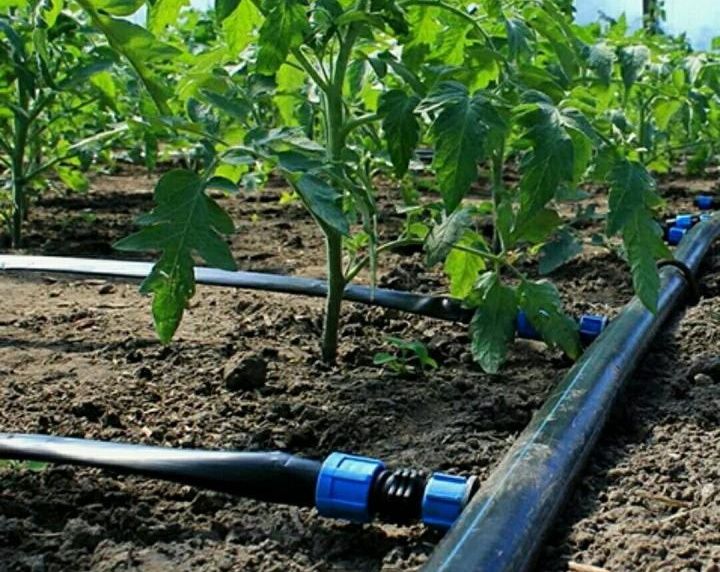 Капельный полив в теплице