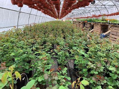 Полив горшечных культур в теплице