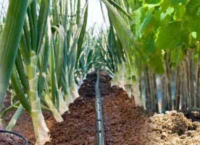 Типы почв и варианты полива