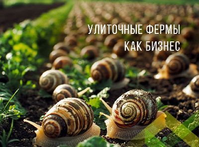 Улиточные фермы как бизнес