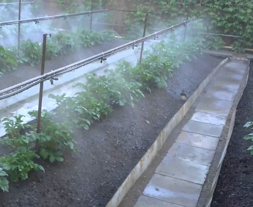 Полив в теплице