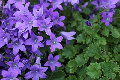 Способы полива многолетников