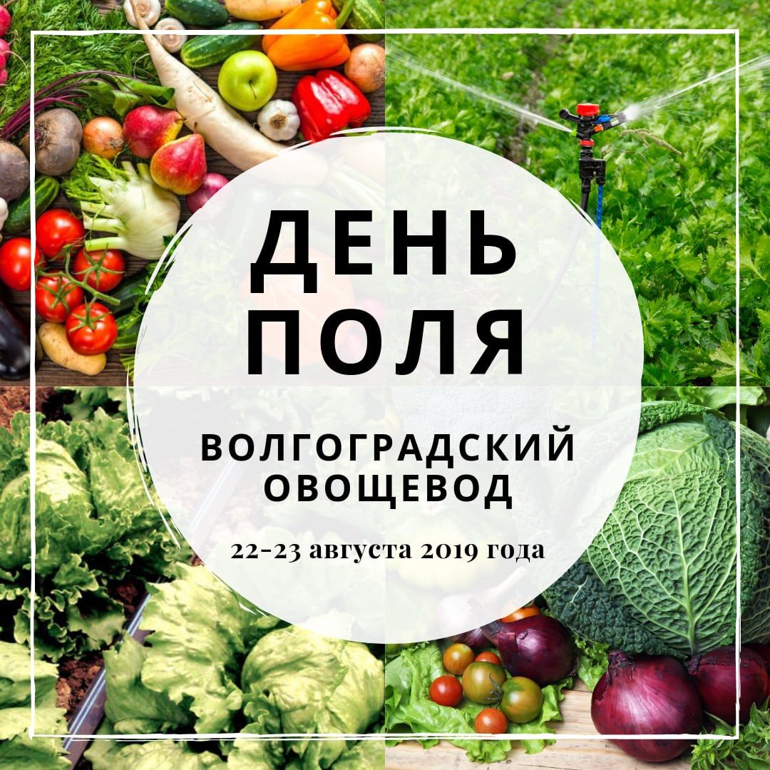 День поля "Волгоградский овощевод"