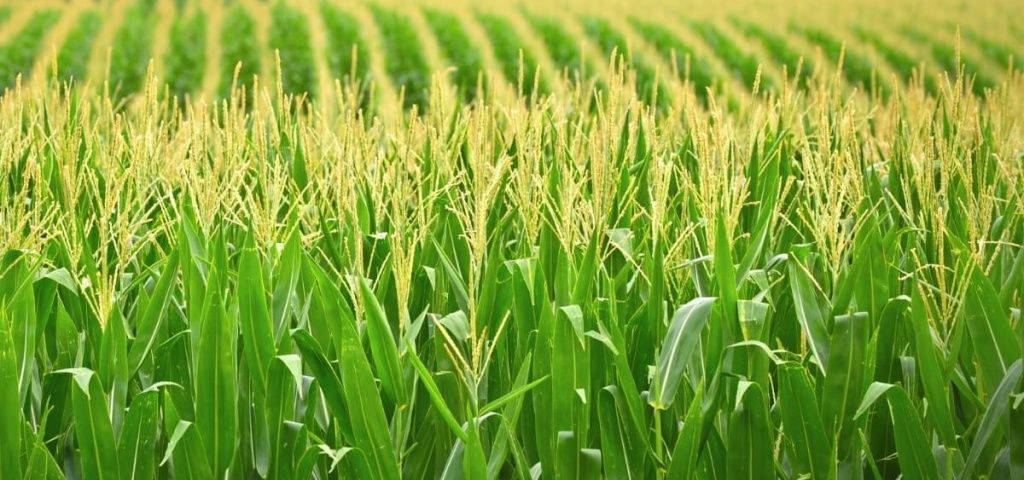 2343432.jpg 2343432.jpg